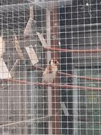 Te koop major putter, Dieren en Toebehoren, Mannelijk, Wildzangvogel