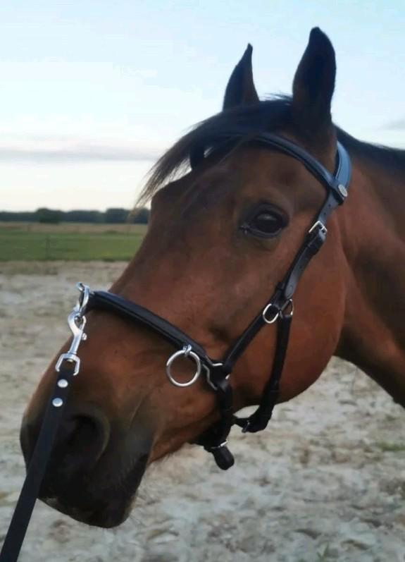 Kaptoom met bling frontriem, maat full, Dieren en Toebehoren, Paarden en Pony's | Hoofdstellen en Tuigage, Zo goed als nieuw, Overige soorten