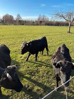 Dahomey stier (mini rund), Mannelijk