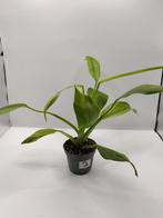 Philodendron jose buono plantje 2, Ophalen, Overige soorten, Halfschaduw, Minder dan 100 cm