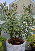 Nerium Oleander, Ophalen, Zo goed als nieuw