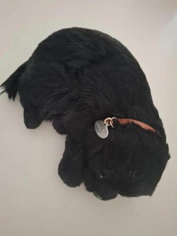 Perfect petzzz Soft labrador zwart beschikbaar voor biedingen