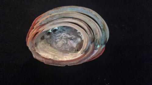 Set van 4 prachtige abalone schelpen, Verzamelen, Mineralen en Fossielen, Schelp(en), Ophalen of Verzenden