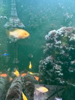 ramarezia gold, Dieren en Toebehoren, Vis, Zoetwatervis