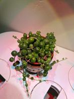 String of Pearls (Erwtenplant) - Hangplant, Ophalen, Halfschaduw, Minder dan 100 cm