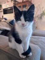 1 katertje te koop -Britse LH x Maine Coon x BKH, Dieren en Toebehoren, Katten en Kittens | Raskatten | Langhaar, Kater, Ontwormd