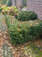 Buxus ongeveer 90meter, €5 per meter, Tuin en Terras, Ophalen, Buxus, 100 tot 250 cm