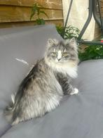 Zilver Perzische lang haar dekkater (niet te koop), Dieren en Toebehoren, 0 tot 2 jaar