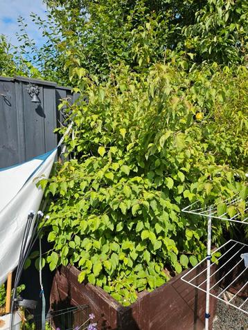 Gratis op te halen: grote sierstruik (Cornus) – zelf uitgrav beschikbaar voor biedingen