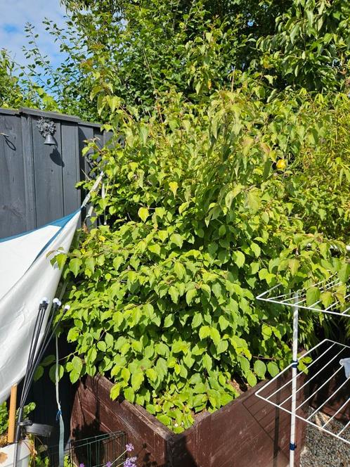 Gratis op te halen: grote sierstruik (Cornus) – zelf uitgrav, Tuin en Terras, Planten | Bomen, Overige soorten, Halfschaduw, Ophalen