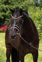 getalenteerde 3 jarige dressuur merrie, Dieren en Toebehoren, Paarden, Merrie, Dressuurpaard, 3 tot 6 jaar, Onbeleerd