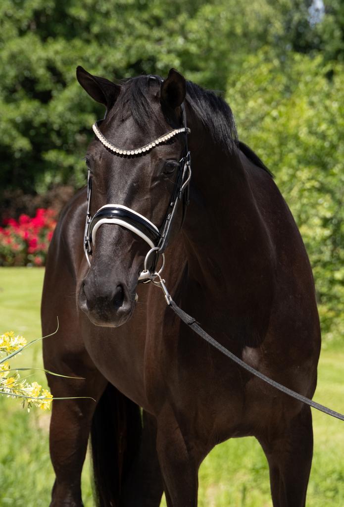 getalenteerde 3 jarige dressuur merrie, Dieren en Toebehoren, Paarden, Merrie, Onbeleerd, 165 tot 170 cm, 3 tot 6 jaar, Dressuurpaard