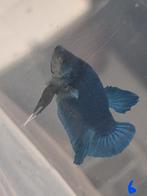 Betta man, Dieren en Toebehoren, Vis