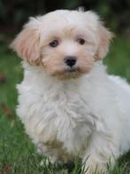 Mooie Boomer pups, Nederland, Overige rassen, 8 tot 15 weken, CDV (hondenziekte)