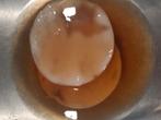 Kombucha scoby, Ophalen of Verzenden