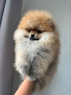 Pomeriaan/ Teefje/Reutje/Pups/Bearface/Pomeranian, Dieren en Toebehoren, Honden | Poolhonden, Keeshonden en Oertypen, 8 tot 15 weken