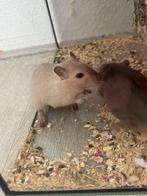 Gerbils 2x, Dieren en Toebehoren, Knaagdieren, Mannelijk, Rat, Tam