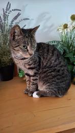 SPOED voor katje Lieve, Dieren en Toebehoren, Katten en Kittens | Overige Katten, Poes, Kortharig, 0 tot 2 jaar