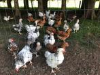 Orpington haantjes groot meerdere kleuren, Dieren en Toebehoren, Pluimvee, Mannelijk, Kip