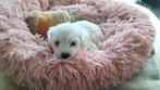 Maltezer pups. Rasecht. Vader en moeder aanwezig, Dieren en Toebehoren, Overige rassen, CDV (hondenziekte), 8 tot 15 weken, Meerdere