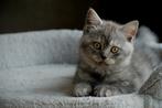 Prachtige Britse korthaar kittens, Dieren en Toebehoren, Ontwormd, Meerdere dieren, 0 tot 2 jaar