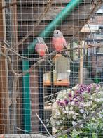 Bourke parkieten, geringd  2025, Dieren en Toebehoren, Vogels | Parkieten en Papegaaien, Meerdere dieren, Parkiet, Geringd