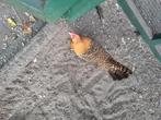 Groninger meeuw kriel, Dieren en Toebehoren, Pluimvee, Vrouwelijk, Kip