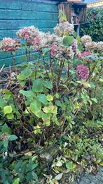 Roze hortensia struik, Tuin en Terras, Planten | Struiken en Hagen, Ophalen of Verzenden, Hortensia, Struik, 100 tot 250 cm