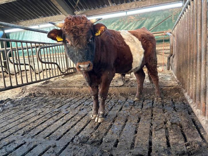 2 dekstieren, Dieren en Toebehoren, Runderen, Mannelijk, 0 tot 2 jaar