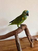 Amazone papagaai, Dieren en Toebehoren, Vrouwelijk, Papegaai, Geringd