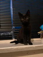 Laatste katertje zoekt nog een forever home, Dieren en Toebehoren, Kater