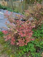 Grote Blauwe bessen struiken ca 10-15 jaar oud, Ophalen, Overige soorten, Struik, 100 tot 250 cm