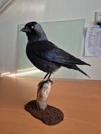Opgezette Kauw, Verzamelen, Dierenverzamelingen, Ophalen of Verzenden, Nieuw, Vogel, Opgezet dier