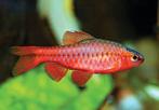 Cherry barbeel - Leuke scholenvis voor het tropisch aquarium, Vis, Zoetwatervis, Schoolvis