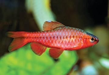 Cherry barbeel - Leuke scholenvis voor het tropisch aquarium beschikbaar voor biedingen