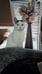 Gezocht goed huisje voor onze 4 jarige kater, Dieren en Toebehoren, Kater, Gechipt, 3 tot 5 jaar