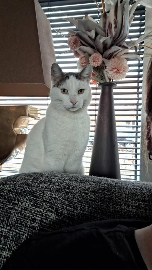 Gezocht goed huisje voor onze 4 jarige kater, Dieren en Toebehoren, Katten en Kittens | Raskatten | Korthaar, Kater, 3 tot 5 jaar