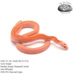 Corn Snake CSR. C1. 2025, Dieren en Toebehoren, Reptielen en Amfibieën, Slang, Tam, 0 tot 2 jaar