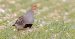 Broedeieren Europese patrijs 2 stuks, Dieren en Toebehoren, Geslacht onbekend, Tropenvogel