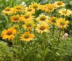 Echinacea Purpurea 'Mellow Yellow' p9, Volle zon, Vaste plant, Zomer, Ophalen