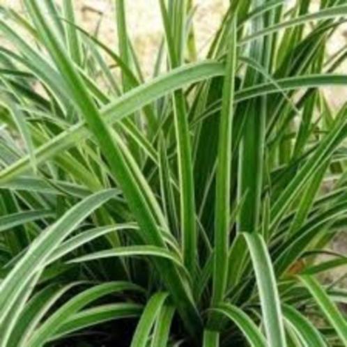 Carex morrowii ‘Ice Dance’s sierlijke siergrassoort, Tuin en Terras, Planten | Tuinplanten, Siergrassen, Halfschaduw, Zomer, Ophalen