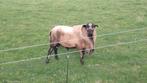 Gezocht Zwoegervrije Maasduinen Ram, Dieren en Toebehoren, Schapen, Geiten en Varkens, Mannelijk, Schaap, 0 tot 2 jaar