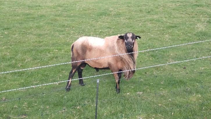 Gezocht Zwoegervrije Maasduinen Ram, Dieren en Toebehoren, Schapen, Geiten en Varkens, Schaap, Mannelijk, 0 tot 2 jaar
