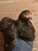 Cochin kriel hennetjes, Vrouwelijk, Kip