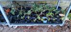 Biocolor vlinderstruiken, Tuin en Terras, Planten | Tuinplanten, Ophalen of Verzenden, Zomer, Volle zon
