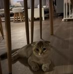 Kitten, Dieren en Toebehoren, Katten en Kittens | Raskatten | Korthaar, Poes, Gechipt, 0 tot 2 jaar