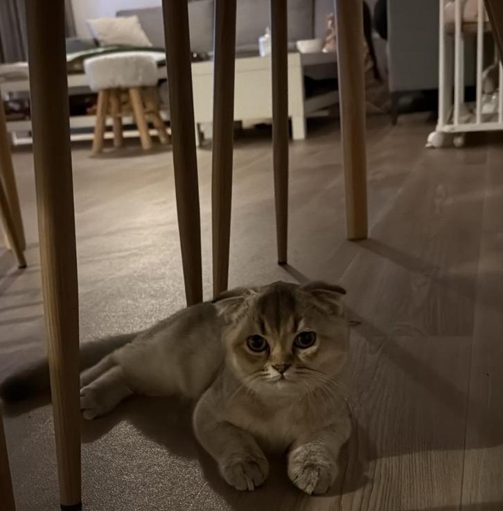 Kitten, Dieren en Toebehoren, Katten en Kittens | Raskatten | Korthaar, Poes, 0 tot 2 jaar, Gechipt, Ingeënt