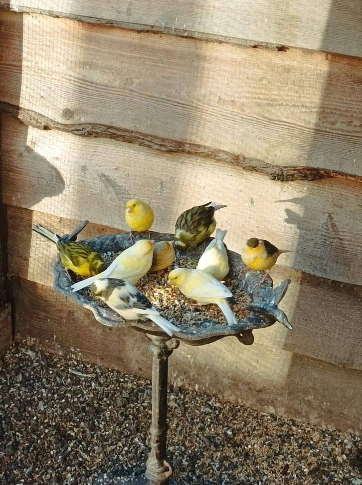 Kanaries geel,bont,windkleur, Dieren en Toebehoren, Vogels | Kanaries, Kleurkanarie, Meerdere dieren