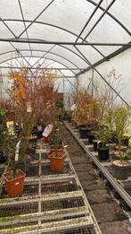 Groot assortiment aan japanse esdoorns, Tuin en Terras, Planten | Bomen, Ophalen, Volle zon, Overige soorten