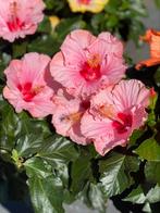 Hibiscus chinese roos, Huis en Inrichting, Kamerplanten, Overige soorten, Minder dan 100 cm, Ophalen of Verzenden, Halfschaduw